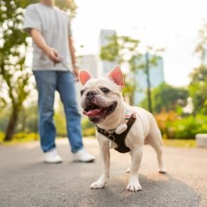 Most pet-friendly cities in America