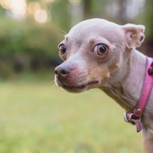 Tiniest dog breeds