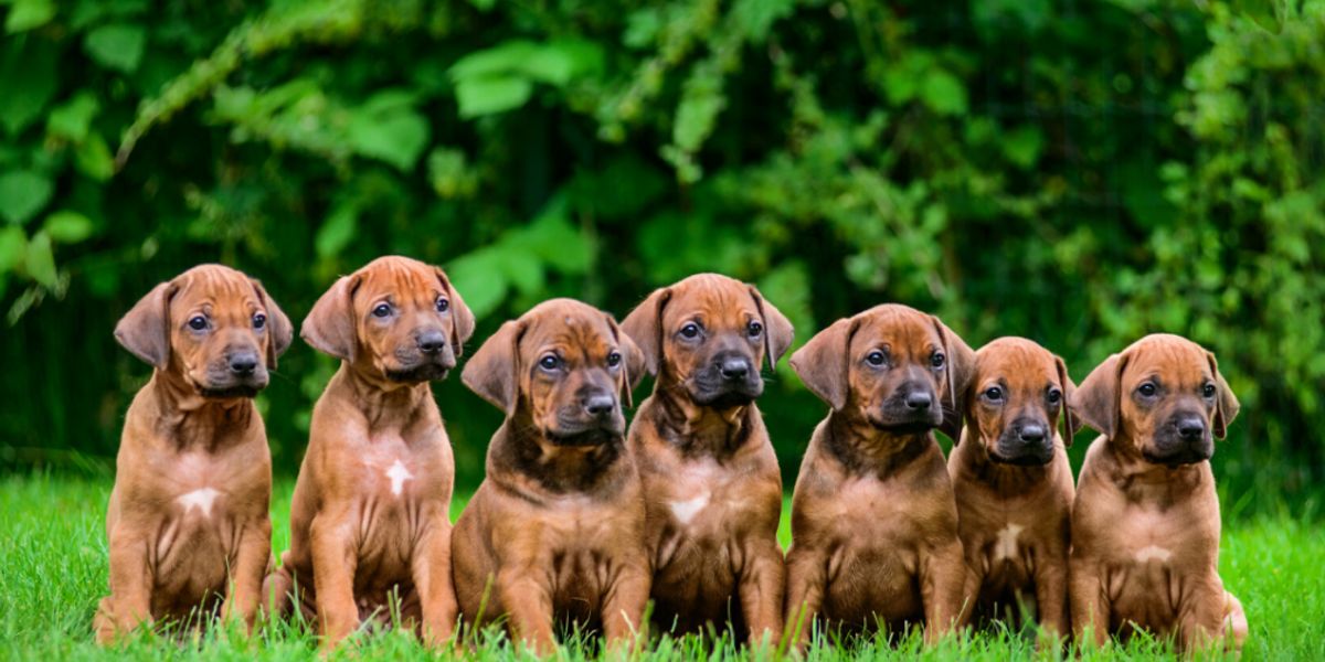 10 Guinness World Records about dogs | AM 560 The ANSWER - Chicago, IL