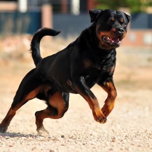 Dog breeds that have attacked the most people