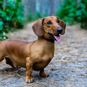 30 luxurious services for your pooch