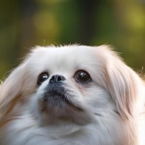 Dog breeds losing popularity 