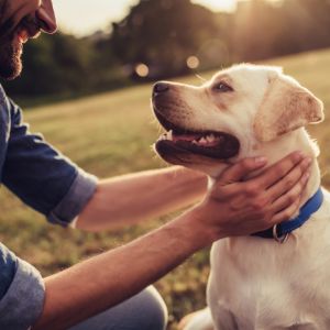 Most popular dog breed in every state