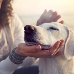 New dog breeds recognized the year you were born
