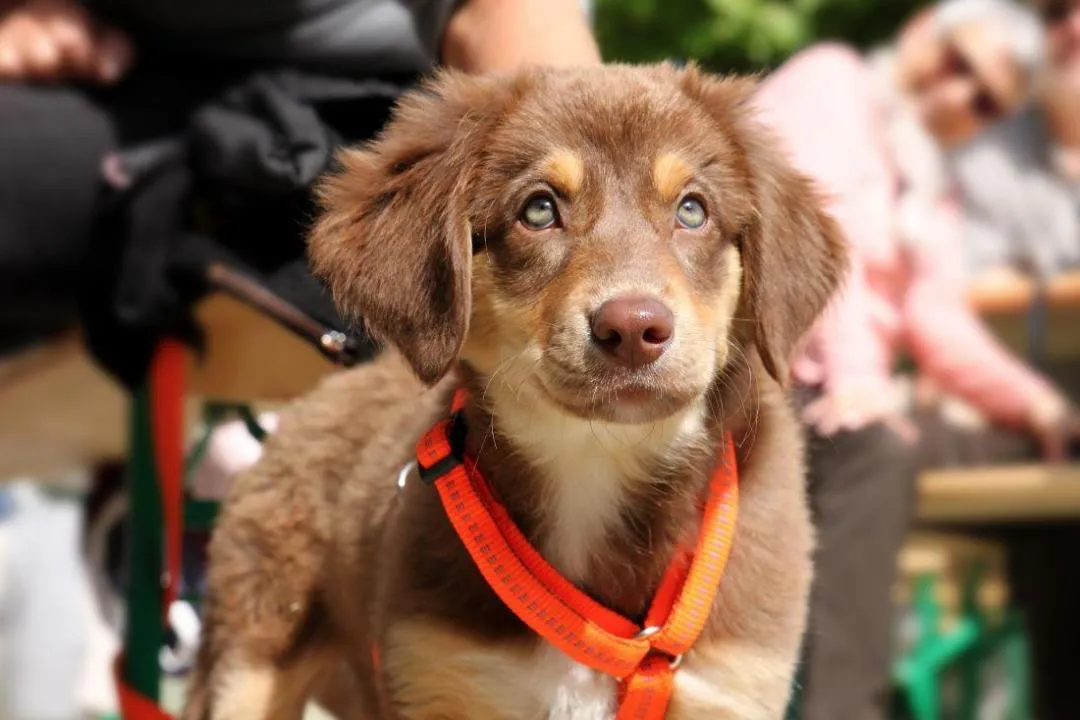 #57. Scout; Marley