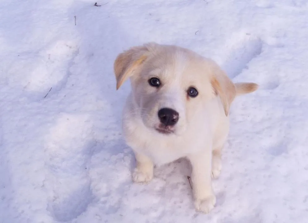 #72. Penelope; Tyson