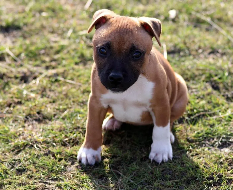 #3. Daisy; Cooper