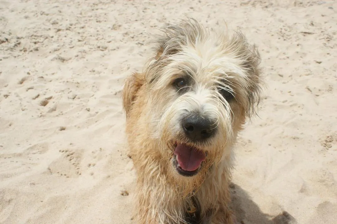 #12. Stella; Bentley
