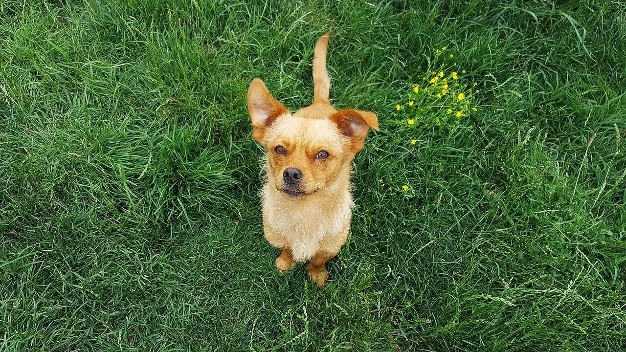 #17. Roxy; Jax