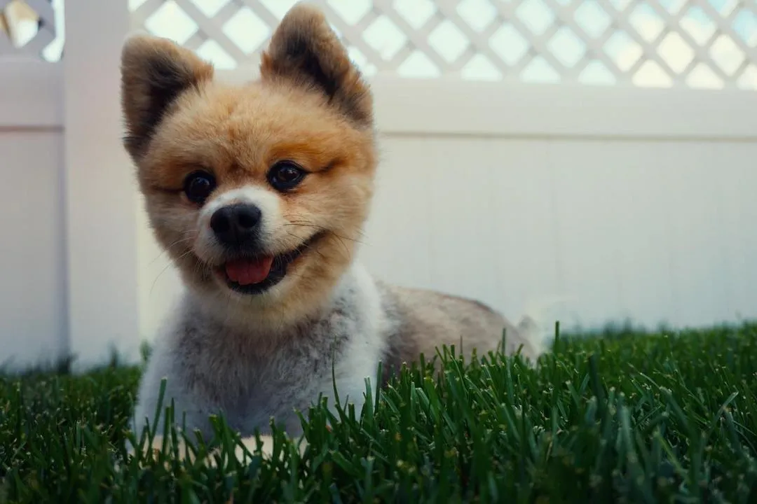 #19. Mia; Louie