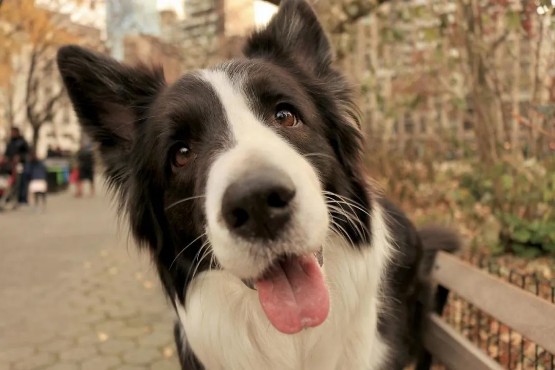 #8. Bailey; Tucker