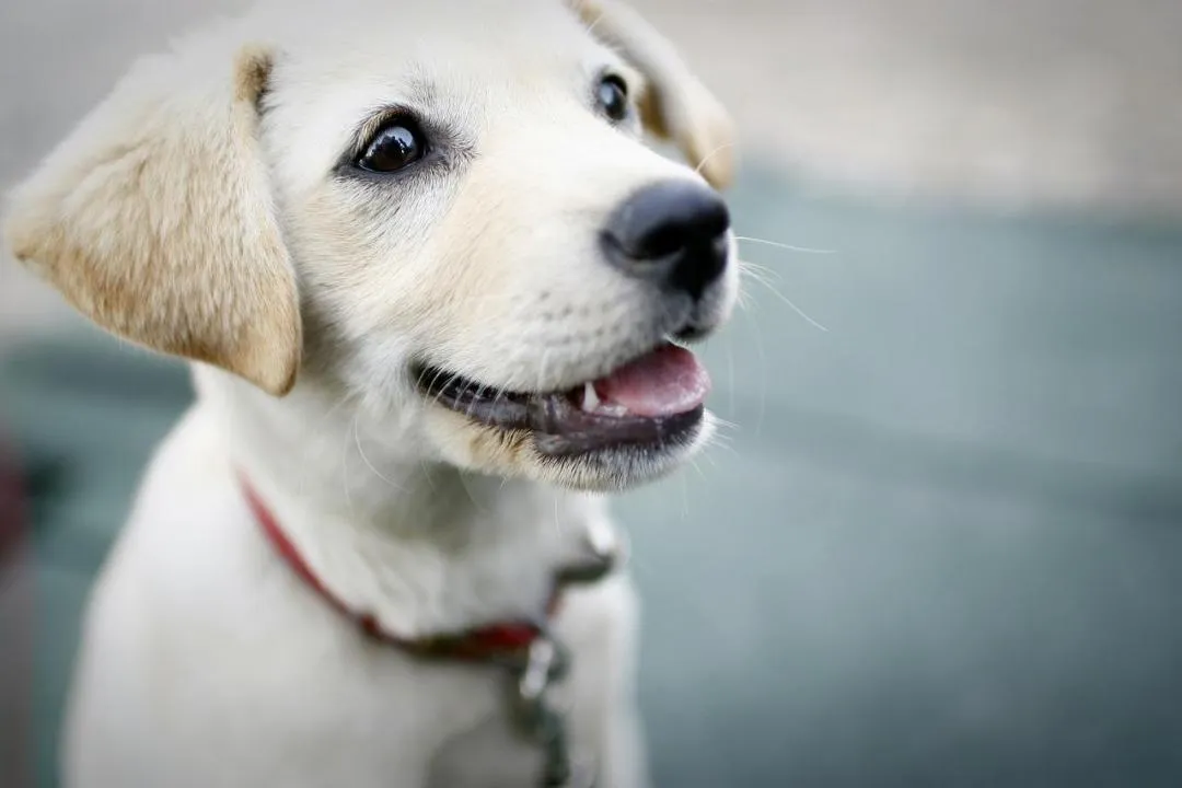 #6. Sadie; Rocky