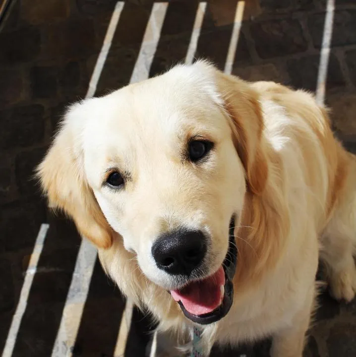 #10. Sophie; Duke