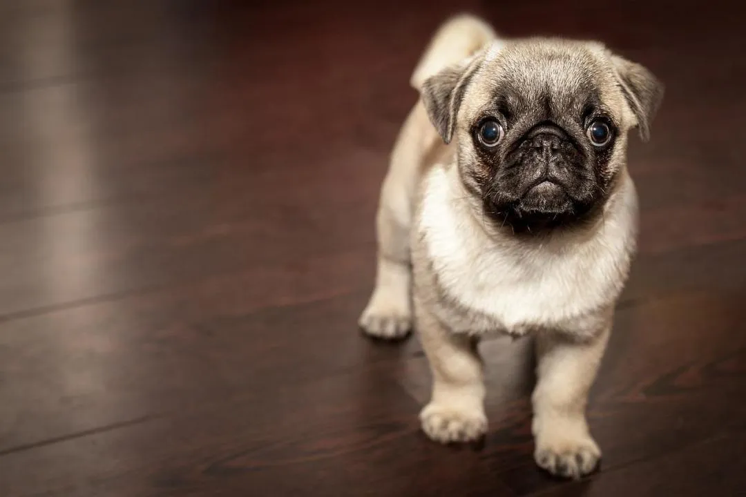 #55. Cookie; Brody