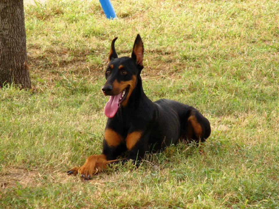 #5. Doberman Pinscher