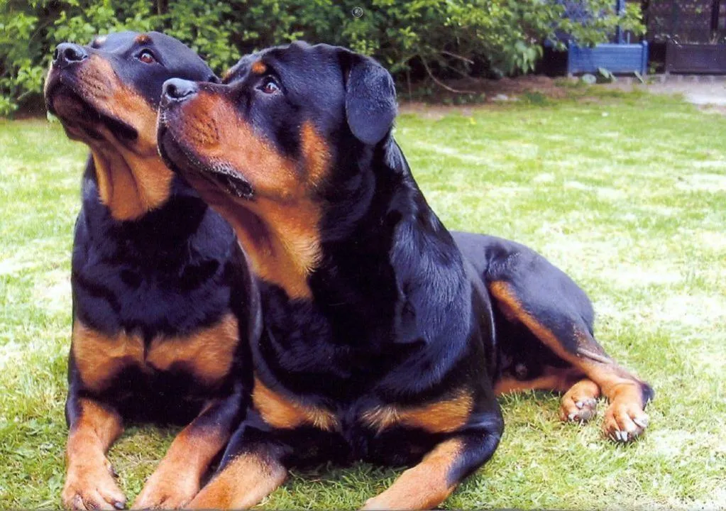 #3. Rottweiler