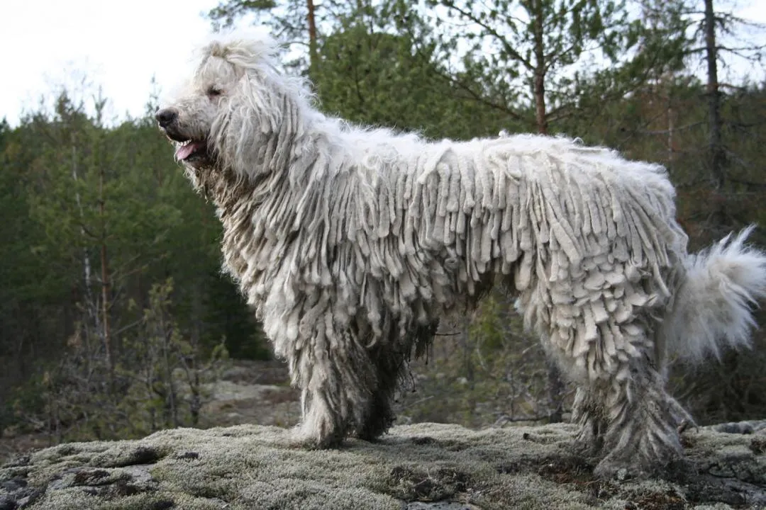 #33. Komondor