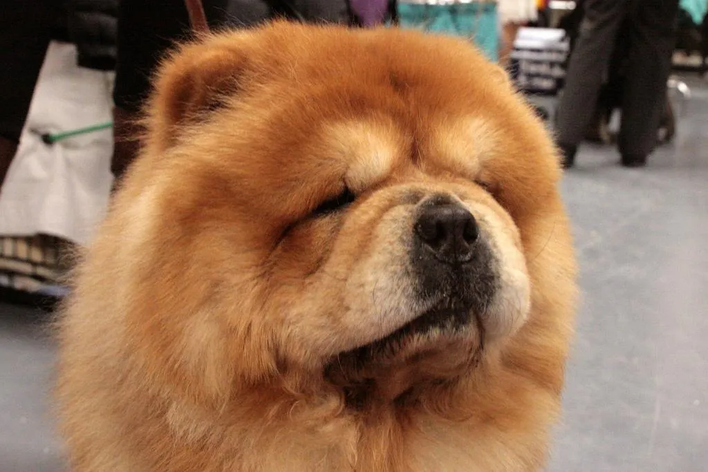 #17. Chow Chow