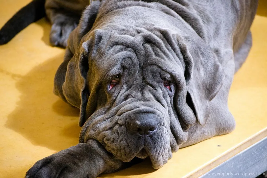 #24. Neapolitan Mastiff