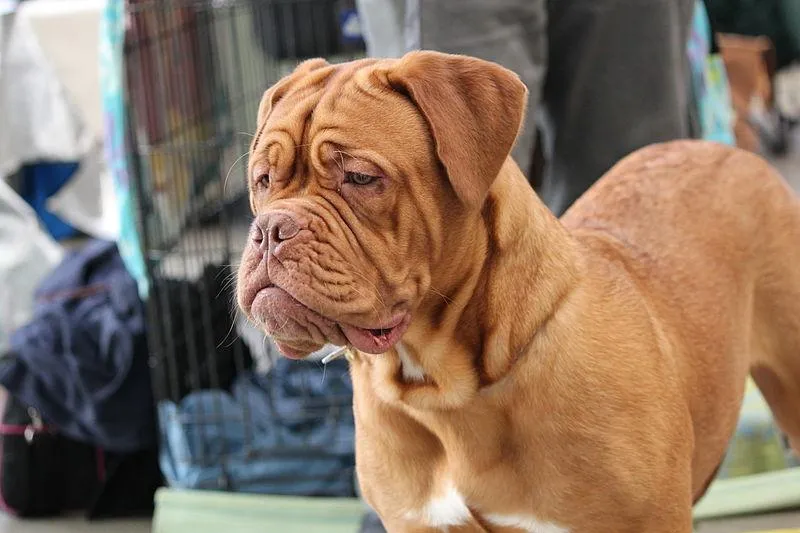 #16. Dogue De Bordeaux
