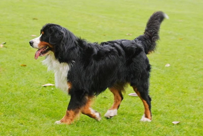 #6. Bernese Mountain Dog