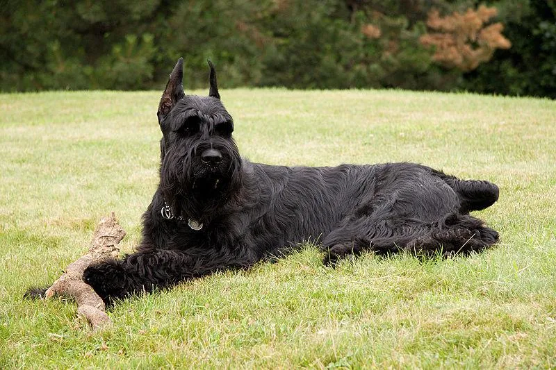 #18. Giant Schnauzer