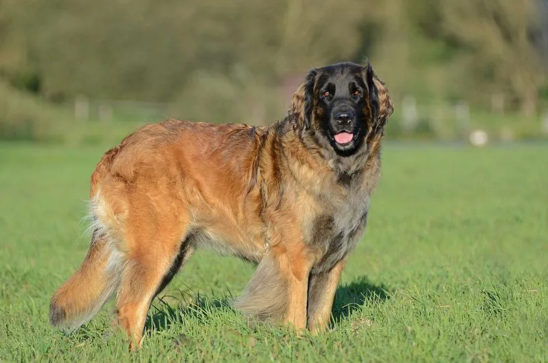 #23. Leonberger