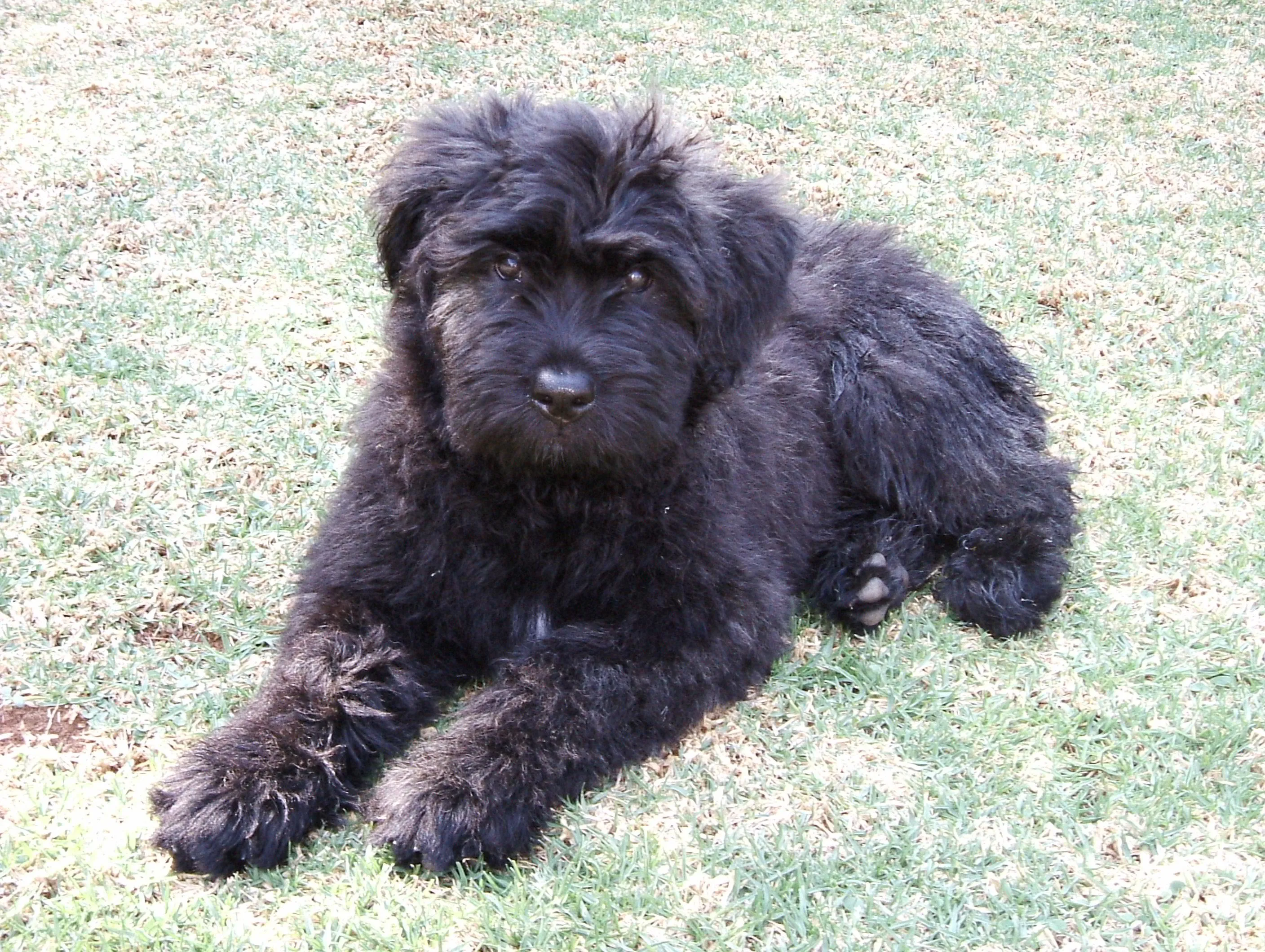 #20. Bouvier Des Flandres