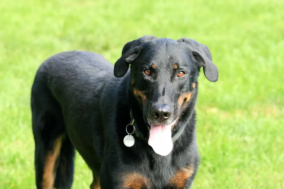 #29. Beauceron