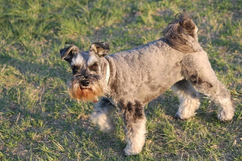 #22. Standard Schnauzer