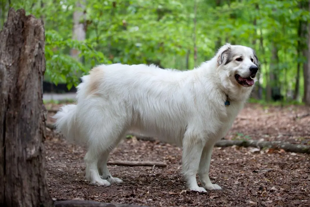 #15. Great Pyrenees