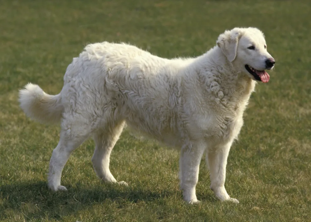 Most popular guard dog breeds