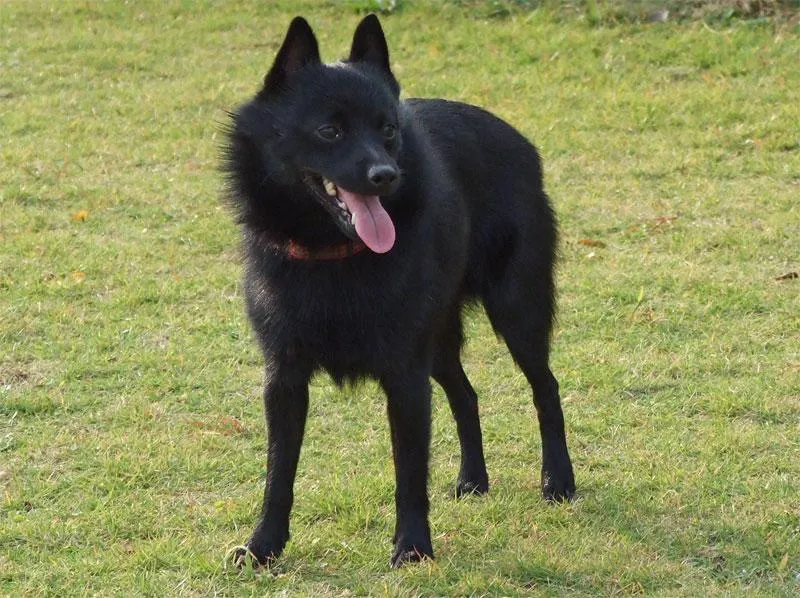 #25. Schipperke