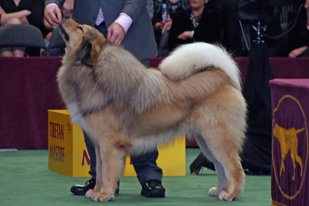 #31. Tibetan Mastiff