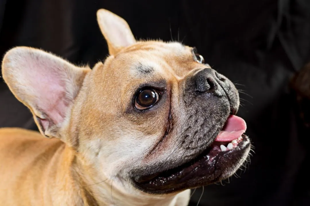 #2. Bulldog