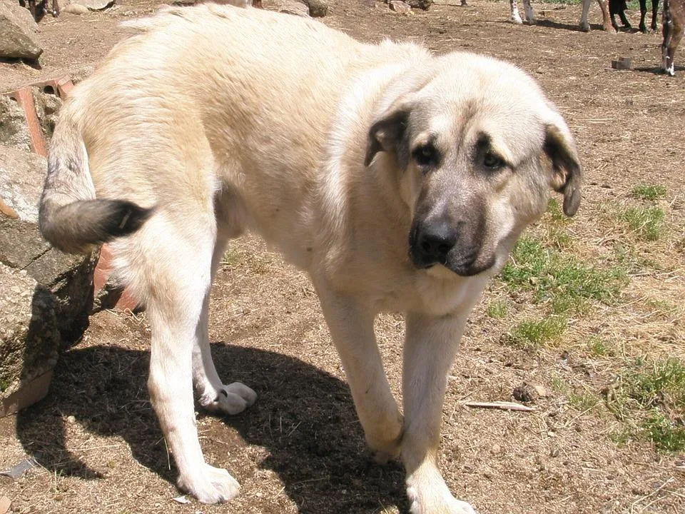 #21. Anatolian Shepherd Dogs