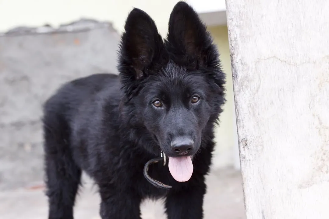 #27. Belgian Sheepdog