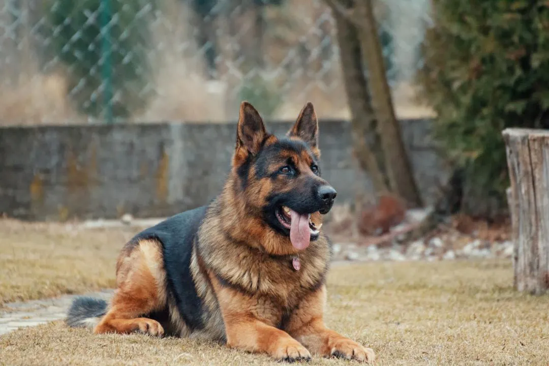 #1. German Shepherd