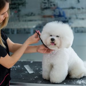 Most popular dog breeds that don't shed