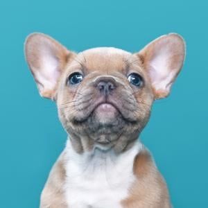 What America's most popular dog breeds look like as puppies
