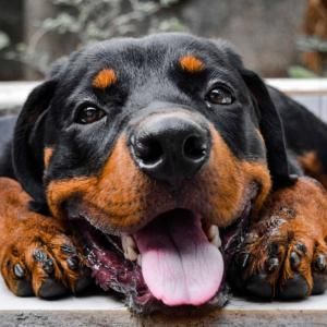 Most popular large dog breeds
