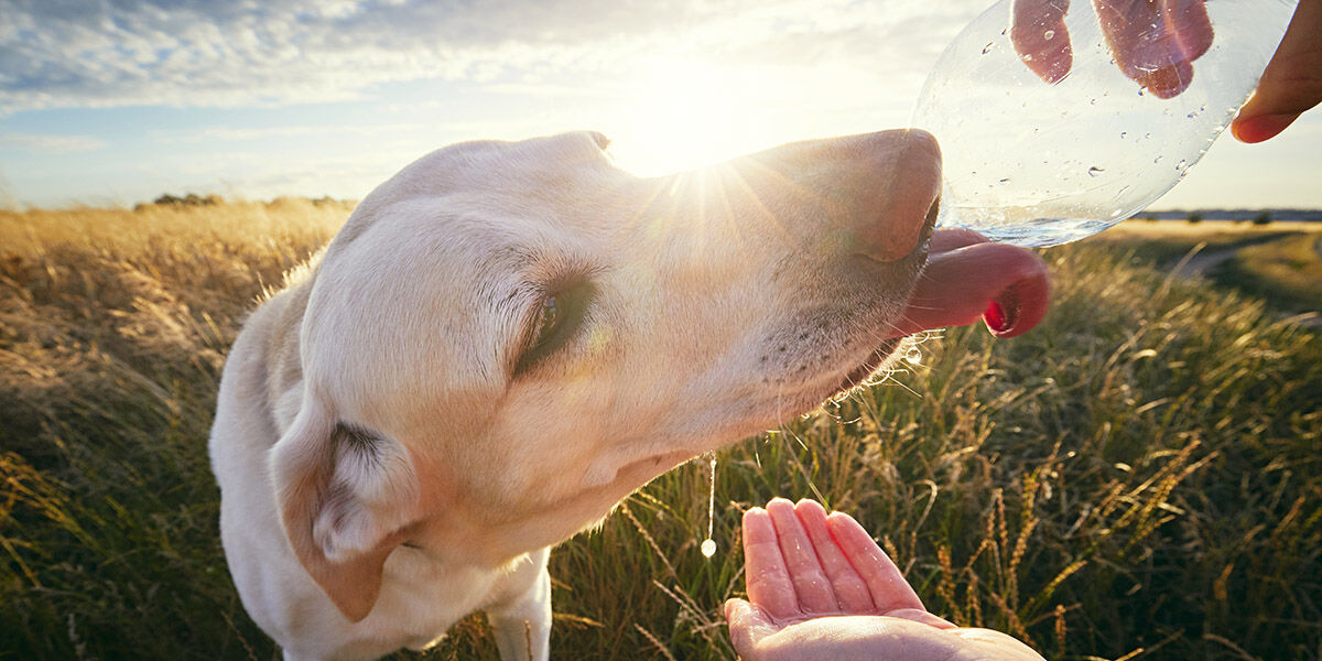 Keep Your Dog Safe This Summer