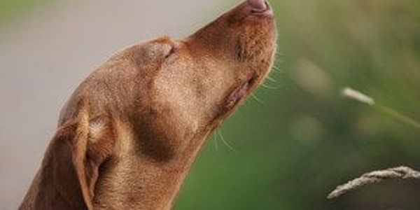 One solution for invasive spotted lanternflies? Your dog, study finds