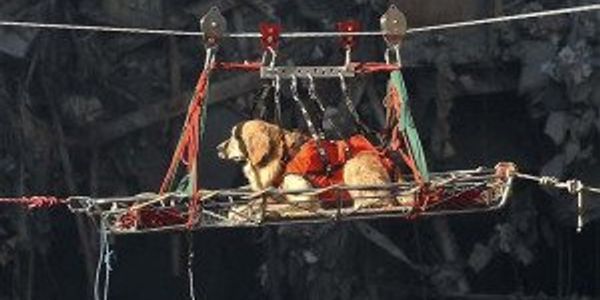30 courageous stories from canine companions