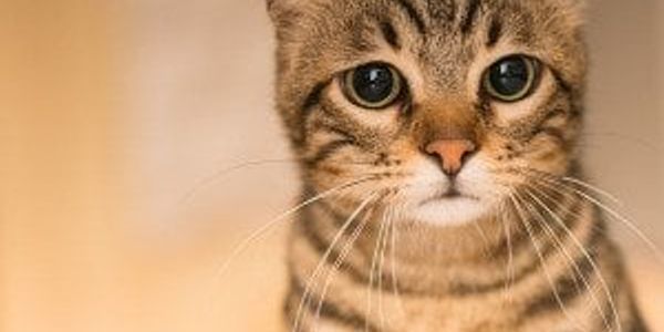 How to say sorry so your cat actually gets it