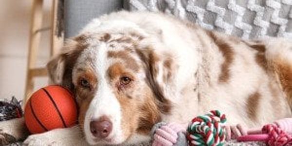 Is your dog a toy addict? A new study says it’s totally possible