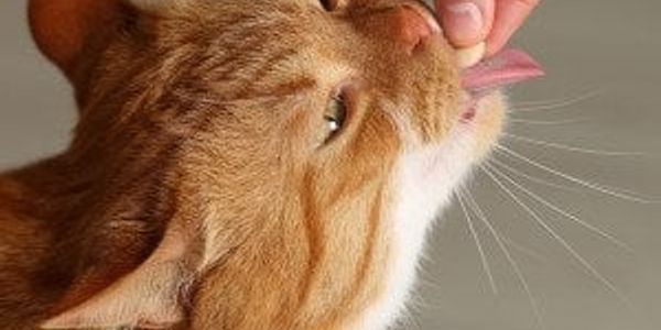 Prescription medication costs are adding up for pet owners