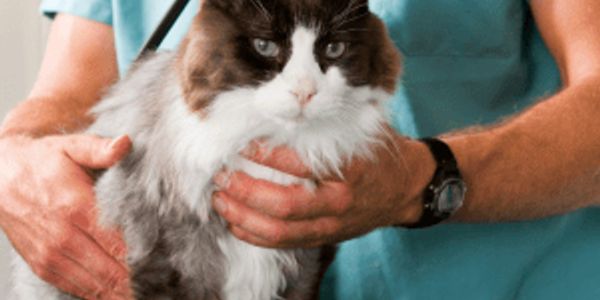 Inflation for pet expenses grew at twice the rate of other consumer products last year