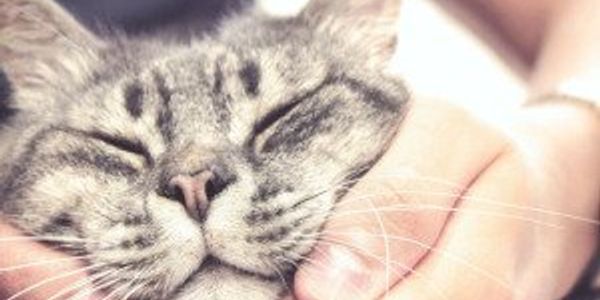 How expensive is owning a cat?