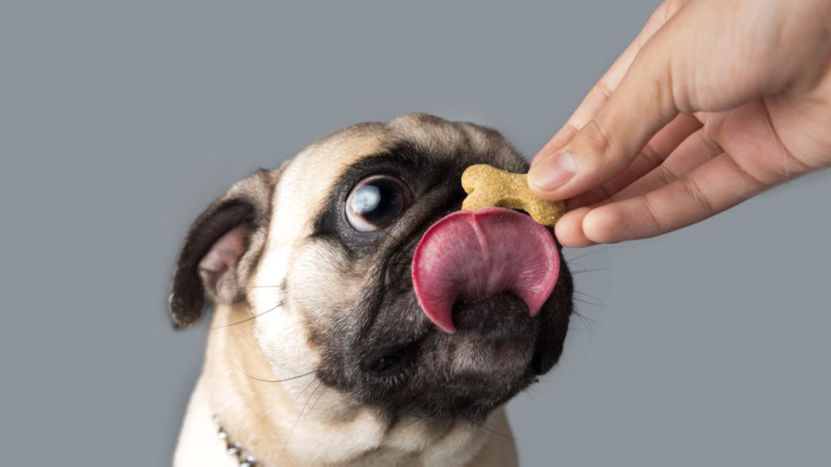 How expensive is owning a dog? | AM 870 The ANSWER - Los Angeles, CA